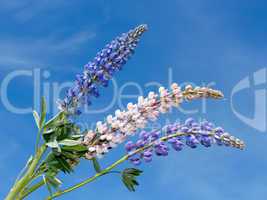 Flowering lupine inflorescence