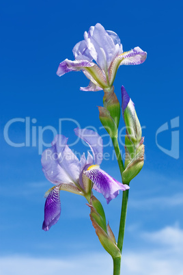 Iris flowers