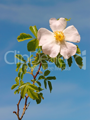 Light pink flower of wild rose