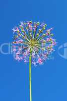 Allium inflorescence