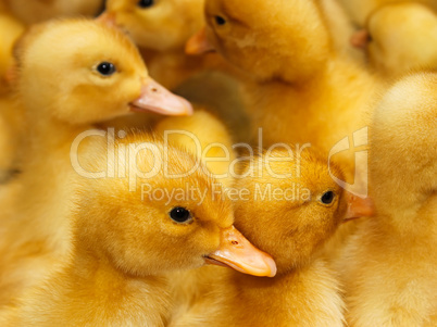 Group of  small domestic ducklings