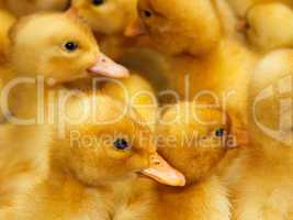 Group of  small domestic ducklings
