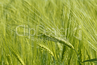 Flowering of barley