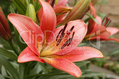 Pink lily flower in flower beds