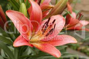 Pink lily flower in flower beds