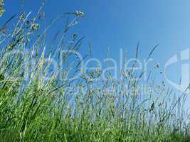 Meadow herbs