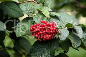 Rote Beeren