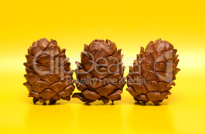 Cedar Cones