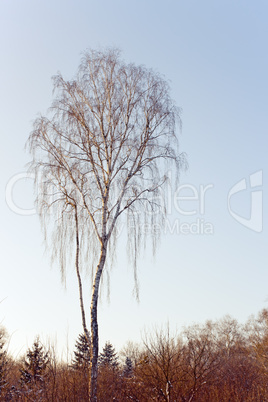 Birch tree in winter evening