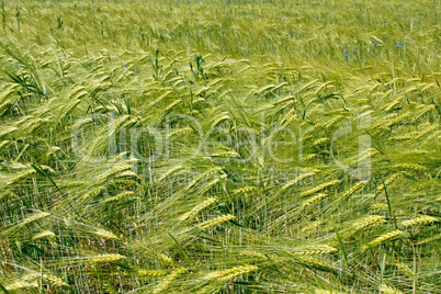 Barley field during flowering