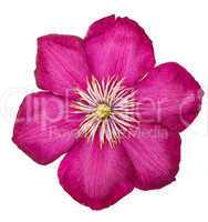 pink clematis isolated on white background
