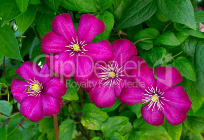 Three pink clematis isolated