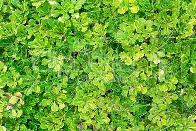 green leaves and grass background