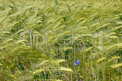 Barley field during flowering period