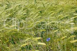Barley field during flowering period