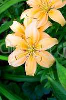 bush yellow lilies