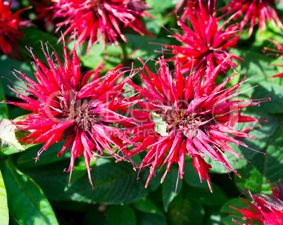 Red Monarda in the garden