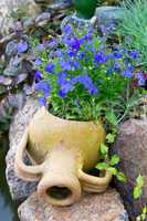 blue lobelia in a jar
