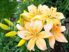 bush yellow lilies
