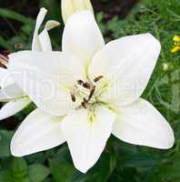 white lily with bee in summer garden