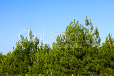 Young pine trees Young pine trees