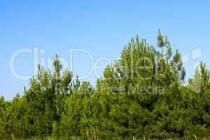 Young pine trees