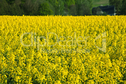 Rapsfeld in der Blüte 462