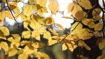autumnal leafs