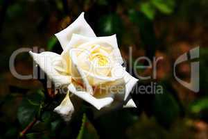 Weisse Rose im Sonnenlicht 033a