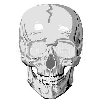 Human skull graphic