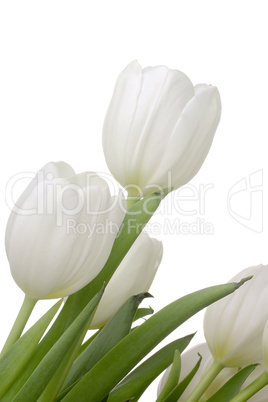 White Tulips