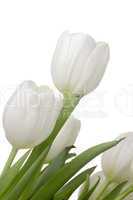 White Tulips