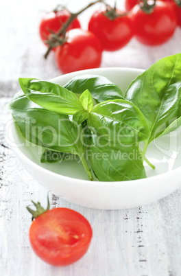 frischer Basilikum / fresh basil