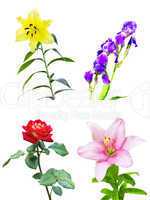set of four different flowers