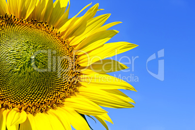 sunflower on background sky