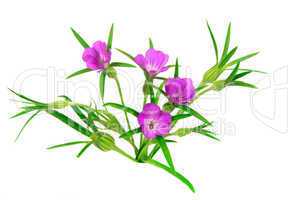 Blüten der Kornrade (Agrostemma githago)