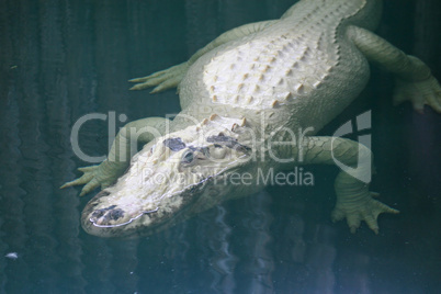 White Alligator