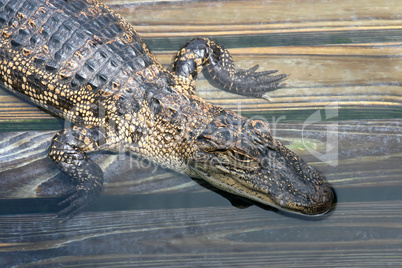 Alligator