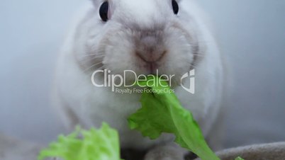White bunny eats salad leaf
