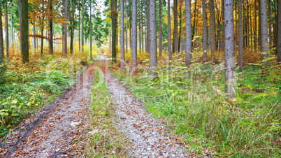 autumn forest