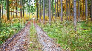 autumn forest