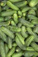 Heap of green cucumbers