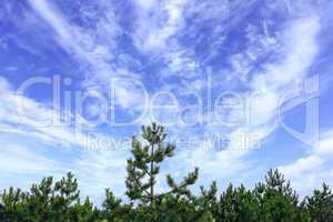 Cloudscape under the pines