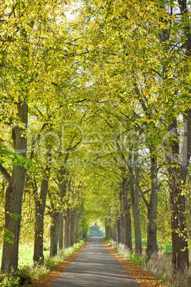 autumn forest