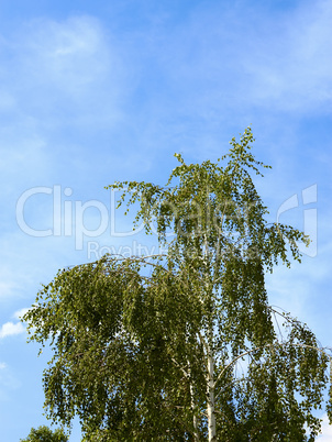 Birch crown with green leaves