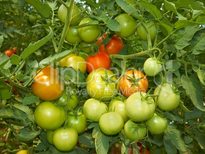 Big bunch of tomatoes