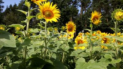 Sonnenblumen