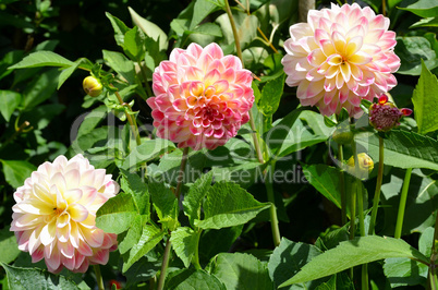 Rosa Dahlien Blüten