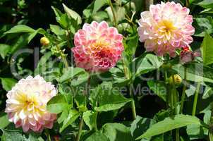 Rosa Dahlien Blüten