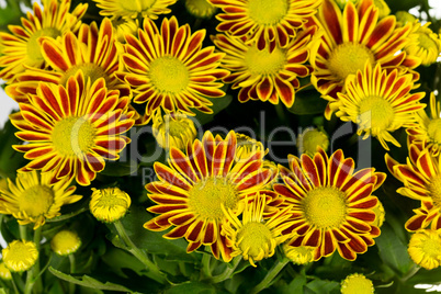 Chrysantheme , Blumenstrauss